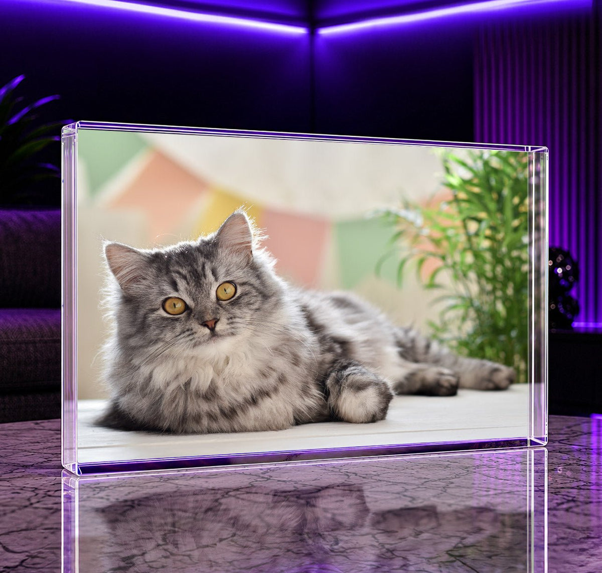Zdjęcie ukochanego kota - Druk na szkle, spersonalizowany prezent - idamell.com